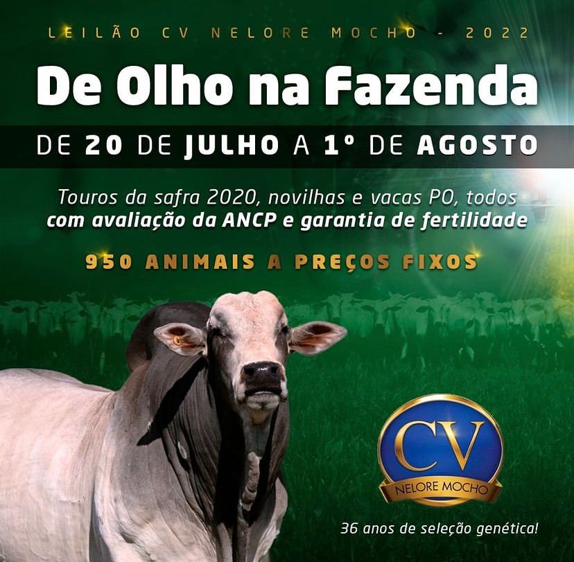 Leilosul Leilão De Gado Online Ms Sp Começa Hoje 3° De Olho Na Fazenda Na Fazenda Nelore Cv 5038