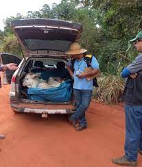 MOTORISTA É MULTADO EM MATO GROSSO POR TRANSPORTAR 3 BEZERROS EM PORTA-MALAS