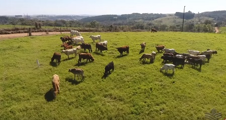 ANIMAIS JOVENS PUXAM OS NEGÓCIOS NO MERCADO DE REPOSIÇÃO