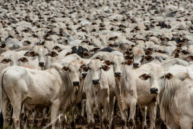 BOI GORDO: OFERTA RESTRITA VOLTA A ELEVAR PREÇOS DA ARROBA NO PAÍS