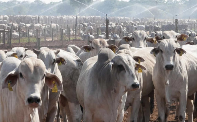 MERCADO DO BOI: VALOR DA ARROBA E DA CARNE RECUAM DIANTE DO CENÁRIO INCERTO