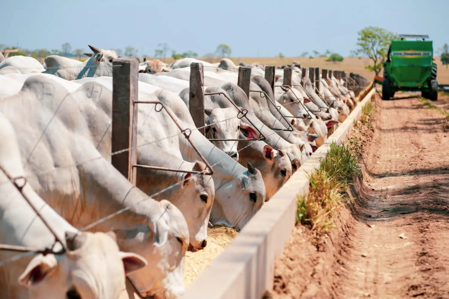 Etanol de milho: subprodutos ganham destaque na alimentação do gado  