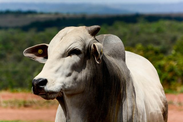 PECUARISTA MIRA R$ 320/@ COM DISPARADA DA ARROBA