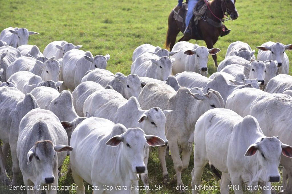 NELORE X CRUZAMENTO: DIFERENÇA DE PESO NA DESMAMA  Leia mais em: https://www.comprerural.com/nelore-x-cruzamento-diferenca-de-peso-na-desmama/