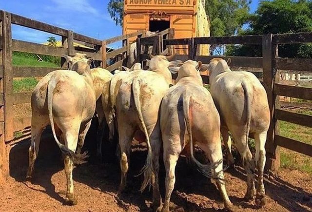 REGRAS PARA ISENÇÃO DE ICMS NO TRANSPORTE DE GADO, VEJA!