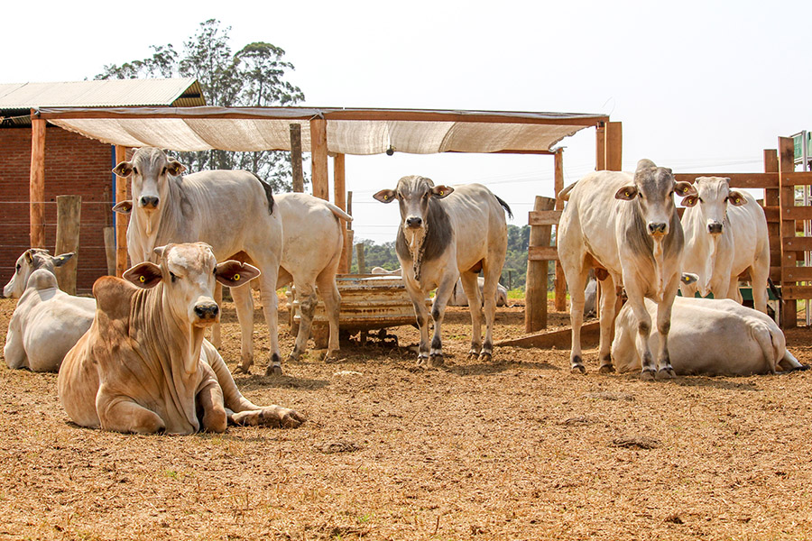 Manejo nutricional estratégico reduz perdas na seca 