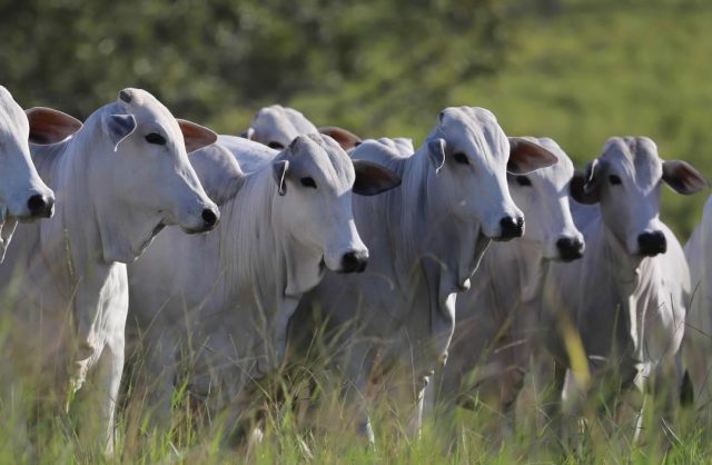 PROJETO ENTREGA PRODUÇÃO DE NOVILHAS EM TEMPO 40% MAIS RÁPIDO